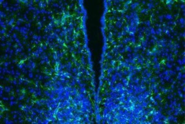 Foto de Laboratory of Circadian Physiology of Neurons and Glia