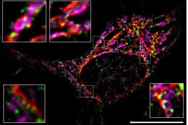 Foto de Laboratory of Neuropathology of interorganellar contact sites