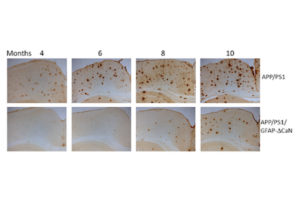 Foto de Laboratory of Neurobiology of Insulin Peptides