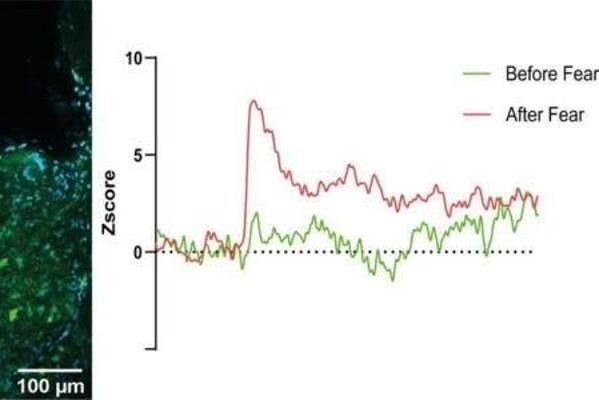 Foto de Laboratory of Brain Circuits of Emotions