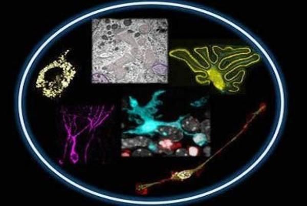 Foto de Laboratory of Glial Cell Biology