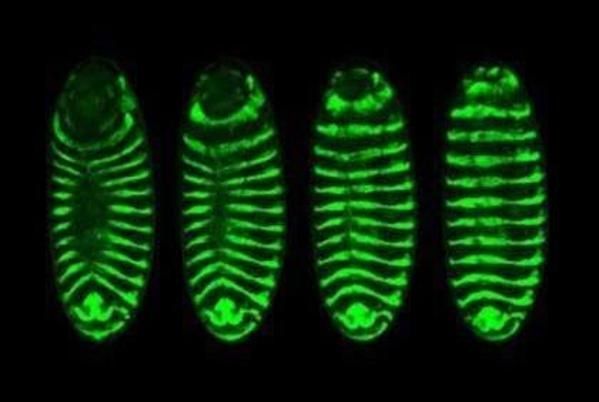 Foto de Biophysics of Morphogenesis Laboratory